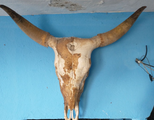 CABEÇA DE BOI - CARCAÇA - MEDINDO 70 X 80