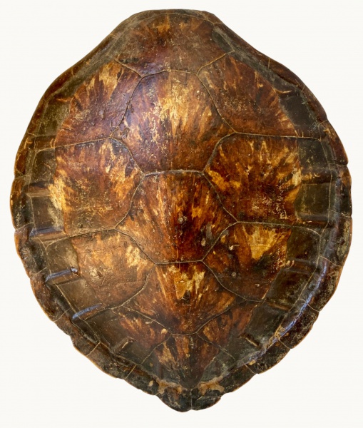 Arte . - 4421 - RAQUETE DE TÊNIS INFANTIL - MARCA PROCOPIO DAV foto 8